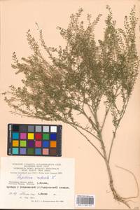 Lepidium ruderale L., Eastern Europe, Moscow region (E4a) (Russia)