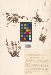 Limonium suffruticosum (L.) Kuntze, Eastern Europe, Eastern region (E10) (Russia)
