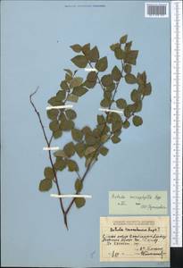 Betula microphylla Bunge, Middle Asia, Dzungarian Alatau & Tarbagatai (M5) (Kazakhstan)