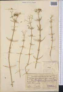 Acanthophyllum borsczowii Litw., Middle Asia, Muyunkumy, Balkhash & Betpak-Dala (M9) (Kazakhstan)