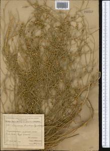 Convolvulus eremophilus Boiss. & Buhse, Middle Asia, Syr-Darian deserts & Kyzylkum (M7) (Uzbekistan)