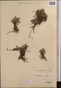 Argentina anserina subsp. anserina, Middle Asia, Pamir & Pamiro-Alai (M2) (Tajikistan)