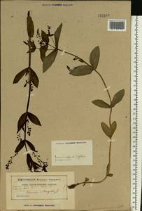 Veronica anagallis-aquatica L., Eastern Europe, Belarus (E3a) (Belarus)