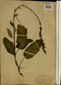 Verbascum nigrum L., Eastern Europe, Eastern region (E10) (Russia)
