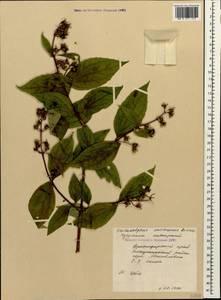 Philadelphus coronarius L., Caucasus, Black Sea Shore (from Novorossiysk to Adler) (K3) (Russia)