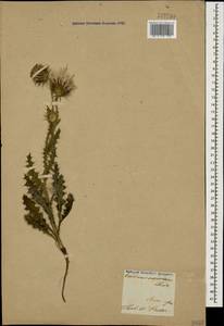 Carduus onopordioides Fisch. ex M. Bieb., Caucasus, Armenia (K5) (Armenia)