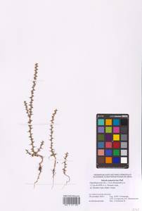 Salsola tamariscina Pall., Eastern Europe, Eastern region (E10) (Russia)