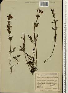 Pedicularis crassirostris Bunge, Caucasus, North Ossetia, Ingushetia & Chechnya (K1c) (Russia)