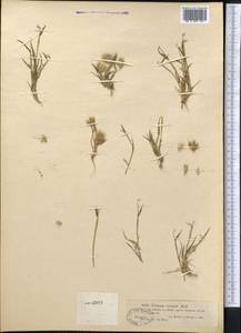 Eremopyrum orientale (L.) Jaub. & Spach, Middle Asia, Muyunkumy, Balkhash & Betpak-Dala (M9) (Kazakhstan)
