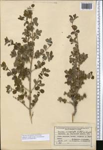 Lonicera microphylla Willd. ex Roem. & Schult., Middle Asia, Northern & Central Tian Shan (M4) (Kyrgyzstan)