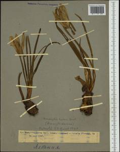 Sternbergia lutea (L.) Ker Gawl. ex Spreng., Western Europe (EUR) (Albania)