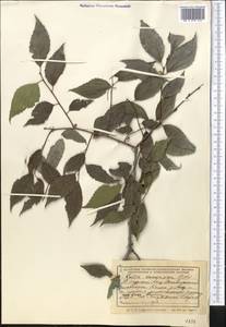 Celtis australis subsp. caucasica (Willd.) C. C. Townsend, Middle Asia, Western Tian Shan & Karatau (M3) (Kazakhstan)