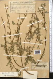 Salix blakii Görz, Middle Asia, Western Tian Shan & Karatau (M3) (Kazakhstan)
