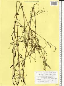 Erigeron annuus (L.) Pers., Eastern Europe, Western region (E3) (Russia)