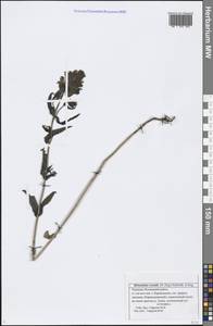 Rhinanthus serotinus var. vernalis (N. W. Zinger) Janch., Eastern Europe, Middle Volga region (E8) (Russia)