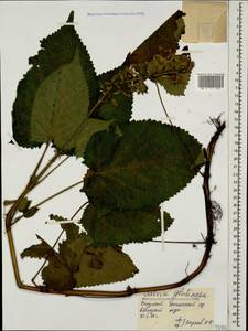 Salvia glutinosa L., Caucasus, Georgia (K4) (Georgia)