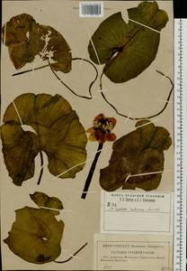 Nuphar lutea (L.) Sm., Eastern Europe, Central region (E4) (Russia)