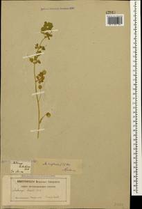 Medicago rigidula (L.)All., Caucasus, Georgia (K4) (Georgia)