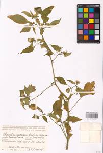 MHA 0 158 651, Physalis philadelphica Lam., Eastern Europe, Middle Volga region (E8) (Russia)