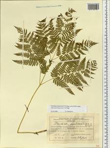 Pteridium aquilinum subsp. japonicum (Nakai) Á. Löve & D. Löve, Siberia, Central Siberia (S3) (Russia)
