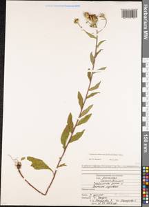 Centaurea phrygia subsp. abbreviata (C. Koch) Dostál, Caucasus, North Ossetia, Ingushetia & Chechnya (K1c) (Russia)