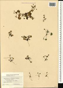 Geranium molle L., Caucasus, Black Sea Shore (from Novorossiysk to Adler) (K3) (Russia)
