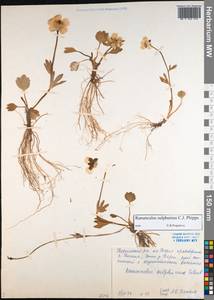 Ranunculus sulphureus, Siberia, Central Siberia (S3) (Russia)