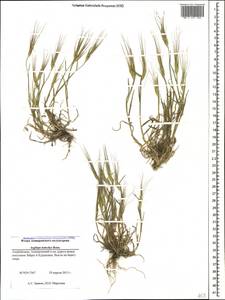 Aegilops kotschyi Boiss., Caucasus, Azerbaijan (K6) (Azerbaijan)