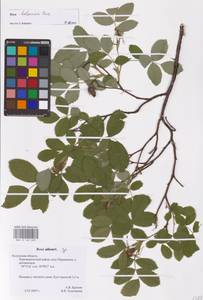 Rosa balsamica Besser, Eastern Europe, Central region (E4) (Russia)