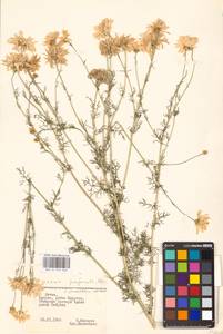 Tripleurospermum inodorum (L.) Sch.-Bip, Eastern Europe, Lithuania (E2a) (Lithuania)
