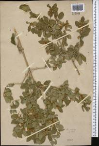 Lonicera nummulariifolia Jaub. & Spach, Middle Asia, Western Tian Shan & Karatau (M3)