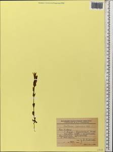 Gentianella caucasea (Loddiges ex Sims) J. Holub, Caucasus, Krasnodar Krai & Adygea (K1a) (Russia)