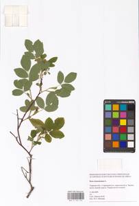 Rosa majalis Herrm., Eastern Europe, North-Western region (E2) (Russia)