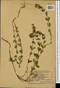 Teucrium chamaedrys L., Caucasus, Azerbaijan (K6) (Azerbaijan)