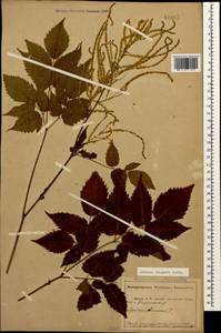 Aruncus dioicus var. kamtschaticus (Maxim.) Hara, Caucasus, Abkhazia (K4a) (Abkhazia)