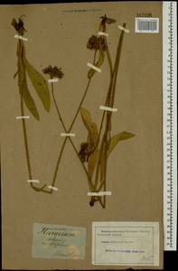 Pilosella echioides subsp. echioides, Eastern Europe, South Ukrainian region (E12) (Ukraine)
