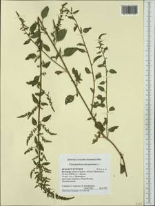 Lipandra polysperma (L.) S. Fuentes, Uotila & Borsch, Western Europe (EUR) (Bulgaria)