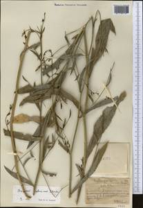 Bupleurum krylovianum Schischk. ex G. V. Krylov, Middle Asia, Northern & Central Tian Shan (M4) (Kazakhstan)