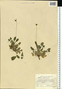 Bellis perennis L., Eastern Europe, Moscow region (E4a) (Russia)