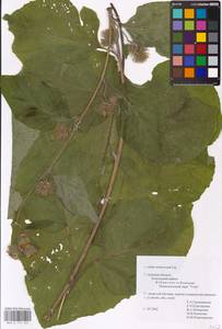 Arctium nemorosum Lej., Eastern Europe, Central region (E4) (Russia)