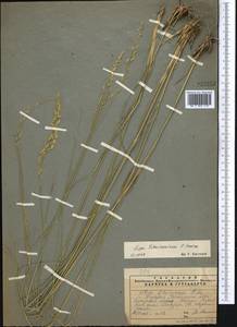 Achnatherum turcomanicum (Roshev.) Tzvelev, Middle Asia, Pamir & Pamiro-Alai (M2) (Tajikistan)