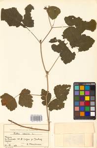 Rubus caesius L., Eastern Europe, North-Western region (E2) (Russia)