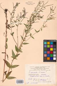 Epilobium adenocaulon × roseum, Eastern Europe, Moscow region (E4a) (Russia)