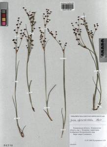 Juncus alpinoarticulatus Chaix, Siberia, Altai & Sayany Mountains (S2) (Russia)