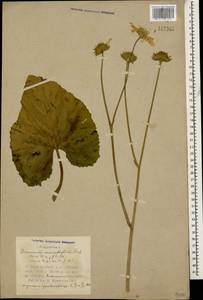 Doronicum macrophyllum Fisch., Caucasus, Azerbaijan (K6) (Azerbaijan)