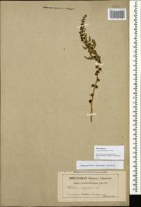 Blitum virgatum subsp. virgatum, Caucasus, Stavropol Krai, Karachay-Cherkessia & Kabardino-Balkaria (K1b) (Russia)