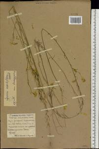Erysimum quadrangulum Desf., Eastern Europe, Rostov Oblast (E12a) (Russia)
