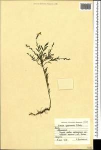 Linaria genistifolia subsp. euxina (Velen.) D. A. Sutton, Crimea (KRYM) (Russia)