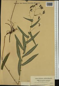 Prenanthes purpurea L., Western Europe (EUR) (Austria)