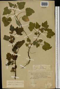 Xanthium strumarium L., Eastern Europe, Central forest-and-steppe region (E6) (Russia)